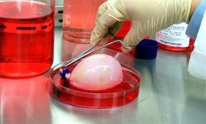 Organ Growing Organ Growing Organ Growing