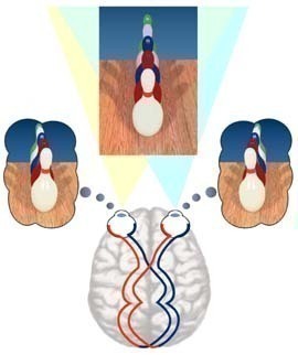 What is Stereoscopic Vision?