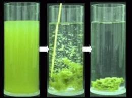 What is Flocculation?