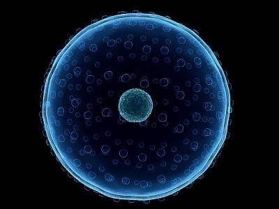 What is a Permeable Membrane?