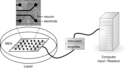 Biological Computers