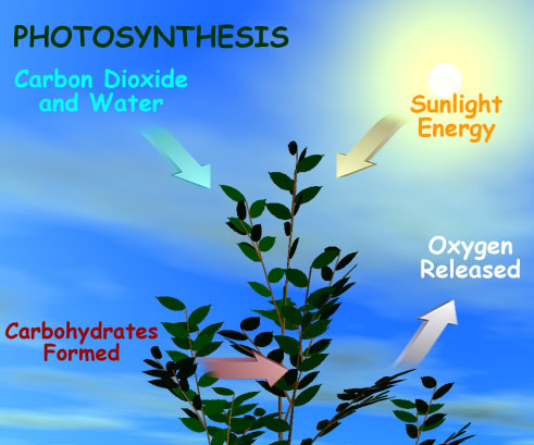 What Happens During Photosynthesis?