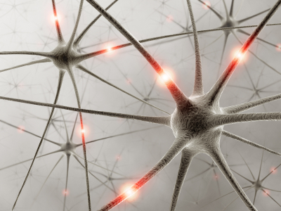 How Do Neurons Communicate?