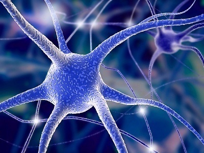 How Do Neurons Work?