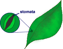 What is Stomata?